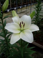 [1650 Richmond No01.JPG]